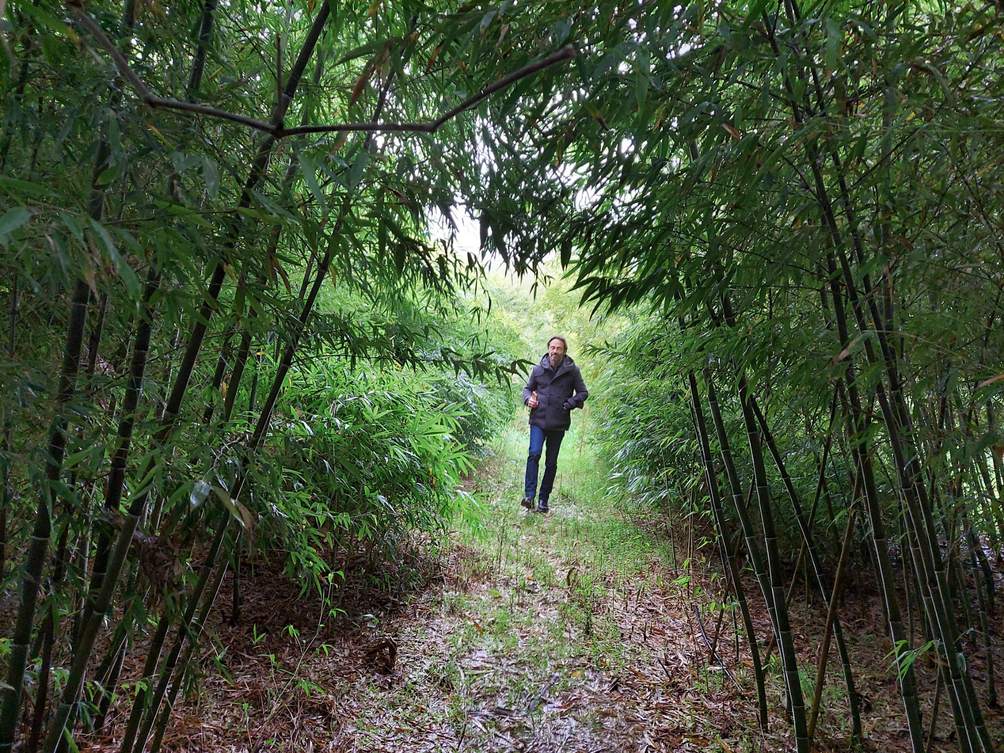 Il bambù, una risorsa rinnovabile per il futuro dell'industria sostenibile  - Prosperity Bamboo
